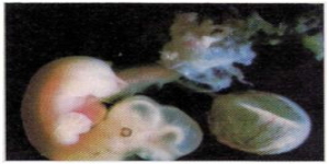 Συμβουλευτική εγκύων