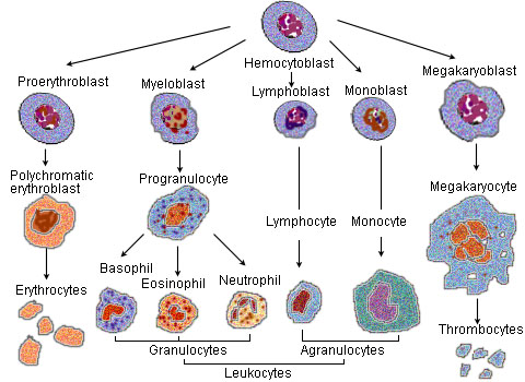 Οι σειρές ανάπτυξης των κυττάρων του αίματος