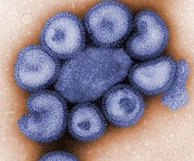 Ο ιός της γρίπης H1N1