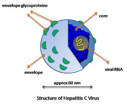 Ο ιός της ηπατίτιδας C