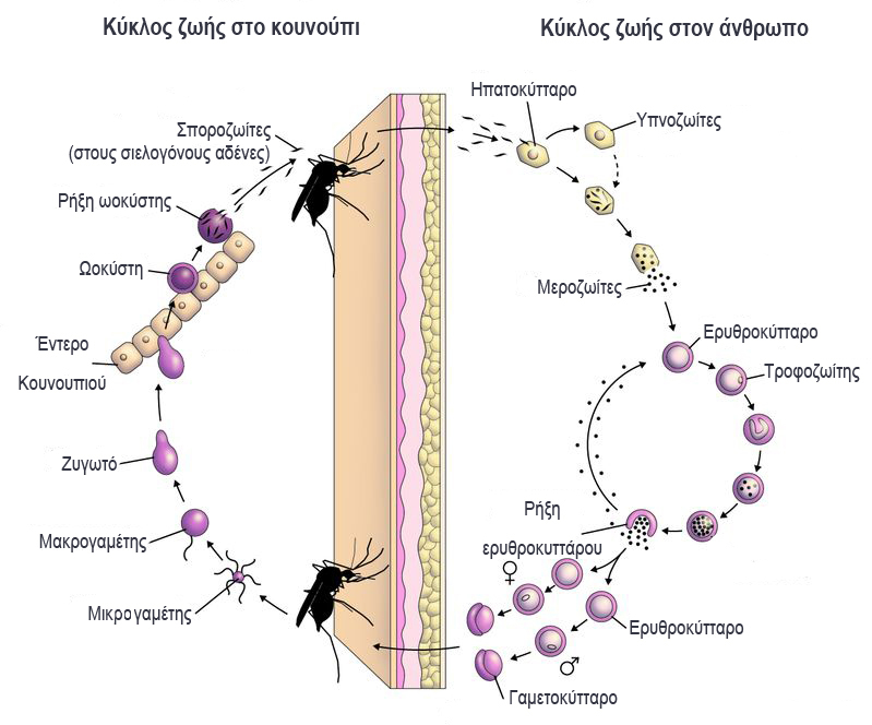 Ο κύκλος ζωής του πλασμωδίου της ελονοσίας