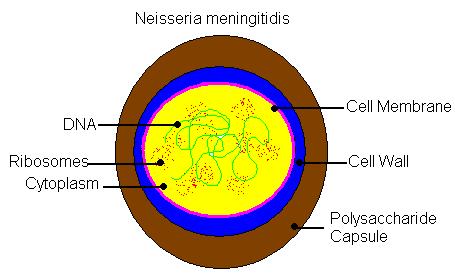Νeisseria Μeningitidis (μηνιγγιτιδόκοκκος)