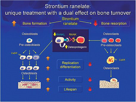 Υποτιθέμενοι μηχανισμοί δράσης του ρανελικού στροντίου σε κύτταρα των οστών.