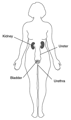 Urinary System Woman
